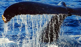 Snorkel & Whale Watching Cruise Ocean Joy Cruises