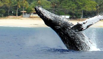 Snorkel & Whale Watching Ko Olina Ocean Adventures