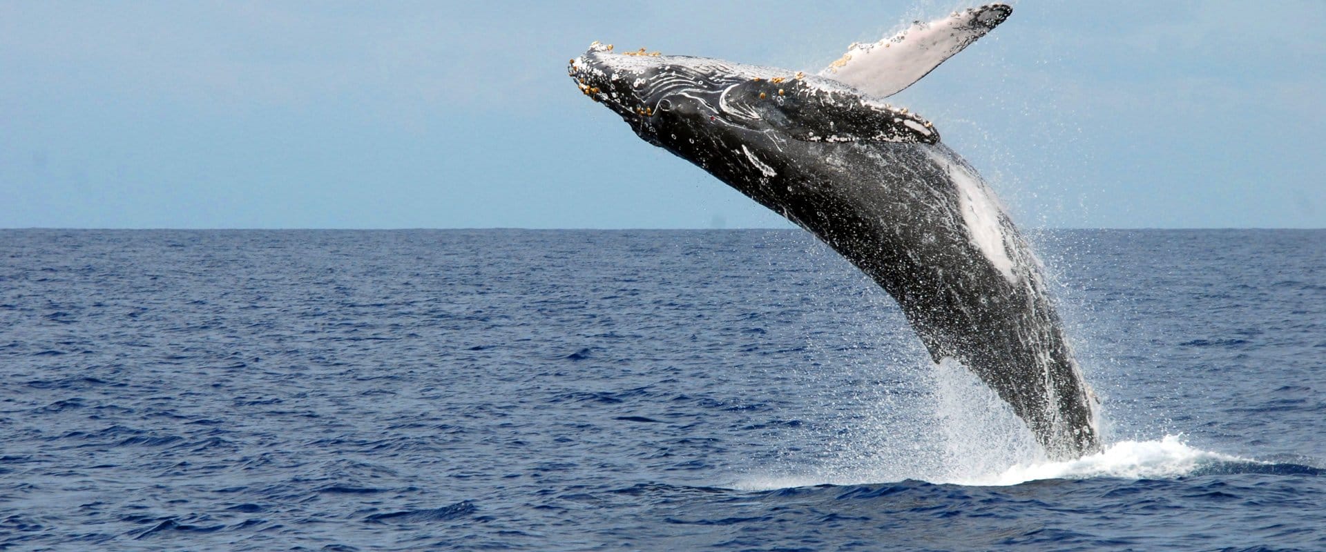 Humpback whales return to Hawaiian waters