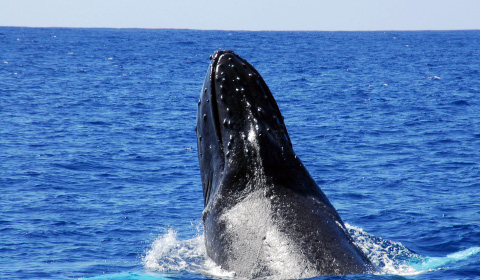 Snorkel & Whale Watching Cruise Ocean Joy Cruises